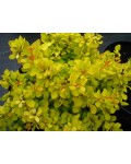 Барбарис тунберга Голден Карпет | Berberis thunbergii Golden Carpet